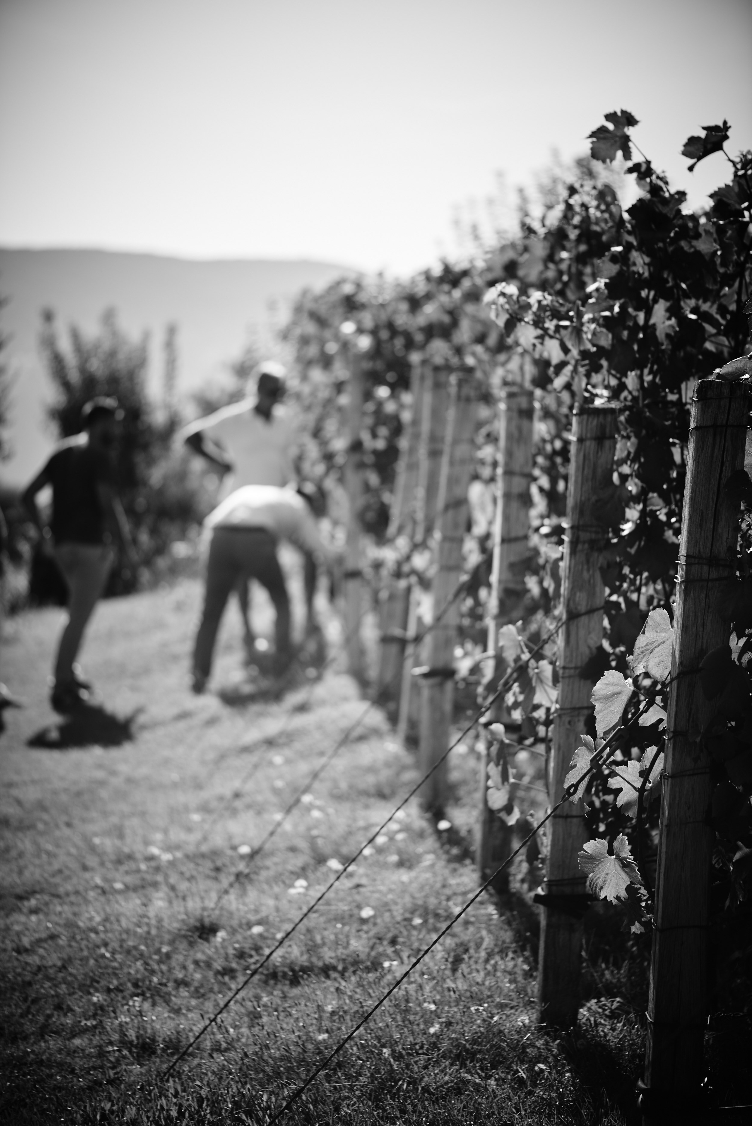 Castel Savina vineyard