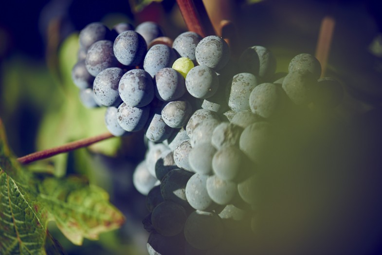 Castel Savina vineyard rows
