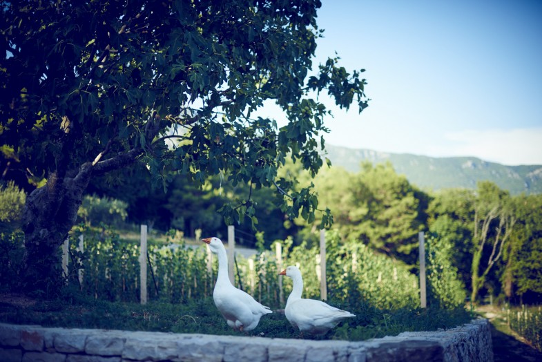 Vines on the Savina hillside