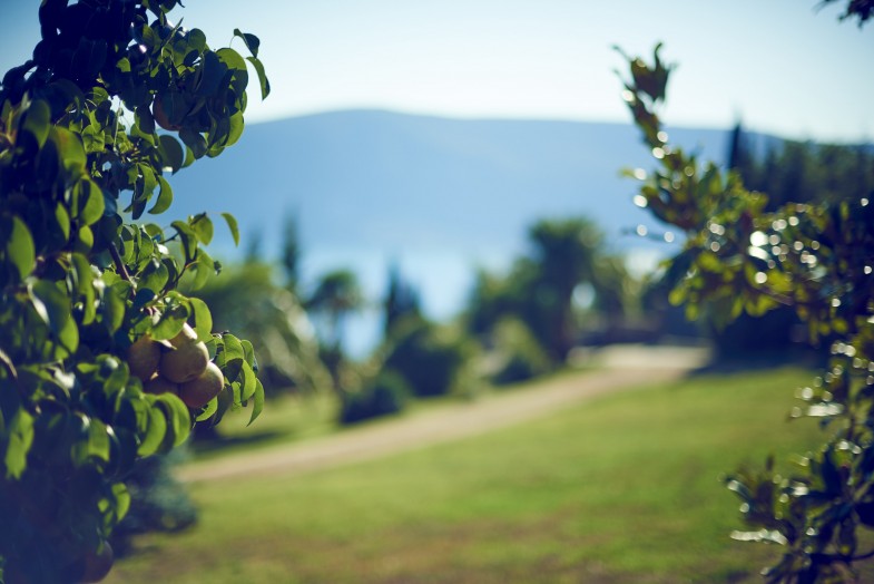 Vines and sea on the Savina slope
