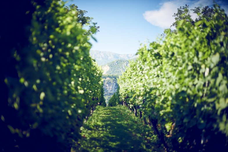 Vineyard in season