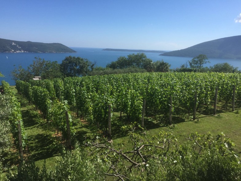 Vineyard rows overlooking the Bay of Kotor from the Savina hillside